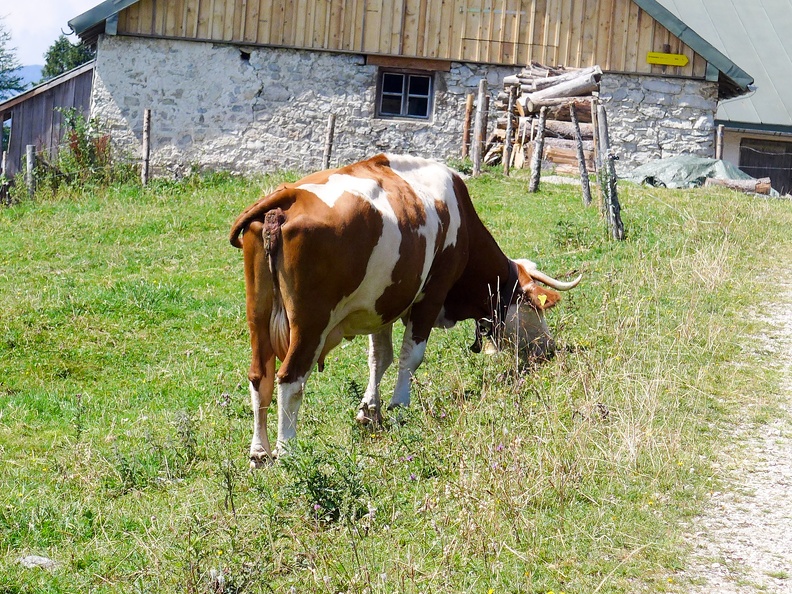 Kuh bei der Hofbaueralm