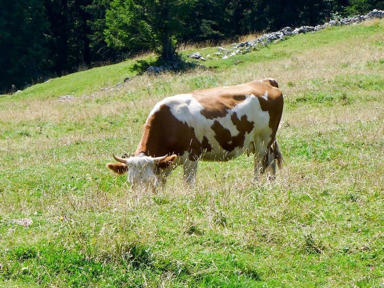 Kuh bei der Hofbaueralm